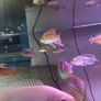 fish tank Image 6