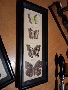 Taxidermy Butterflies no2