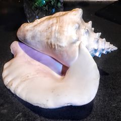 Large seashell