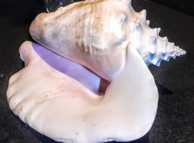 Large seashell