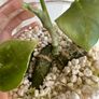 Various House Plants and Cuttings Image 5