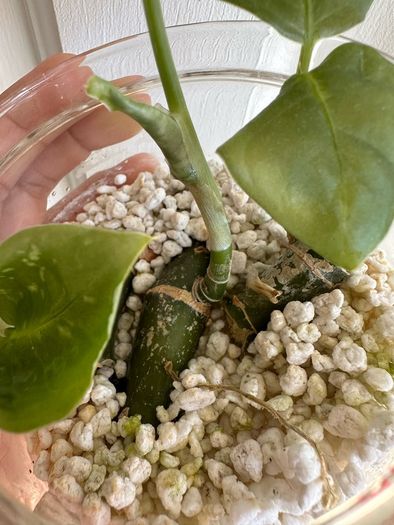 Various House Plants and Cuttings