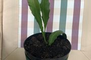 cactus plant