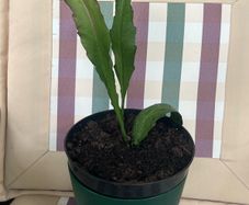 cactus plant