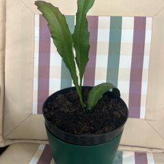 cactus plant
