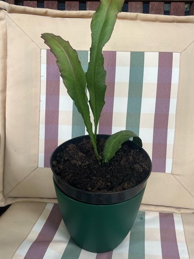 cactus plant