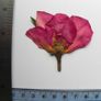 Roses - Pressed Flowers for Crafting: Petals, Leaves, Half Flowers, Full Flower Image 4
