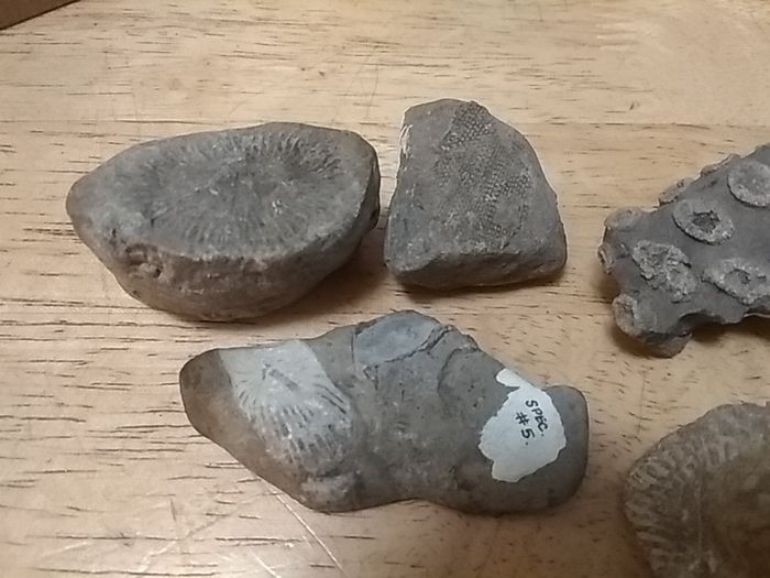 fossils - potentially hundreds of millions of years old