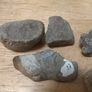 fossils - potentially hundreds of millions of years old Image 9