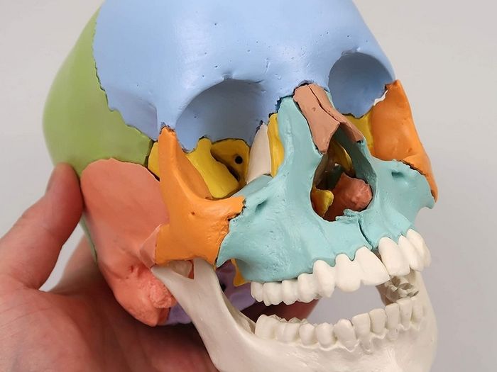 3B Scientific A291 Human Skull 22 part Model
