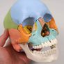 3B Scientific A291 Human Skull 22 part Model Image 7