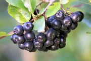 Aronia Plants