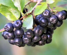 Aronia Plants