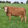 Four Genuine cows and calves Image 5