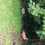 Laying ducks ,Laying hens and pekin bantams Image 4