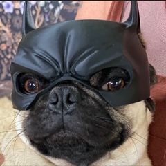 Batman Dog Mask for Short-Nosed Breeds