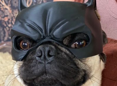 Batman Dog Mask for Short-Nosed Breeds