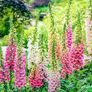 Pink Foxglove seeds Image 3