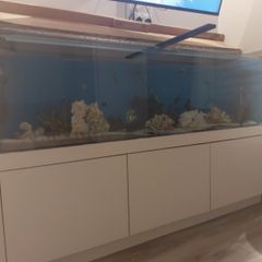 Large fish tank for sale
