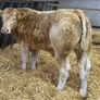 Charolais Bullock Weanling Calves Image 2