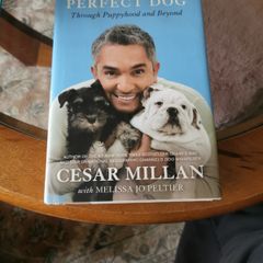 How to raise the perfect dog Cedar Millan