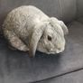 rabbits for rehome Image 2