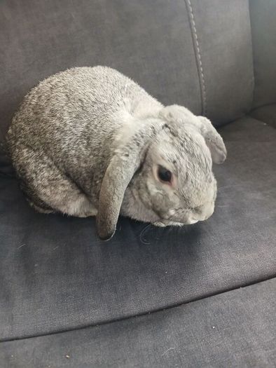 rabbits for rehome