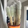 cactus plant Image 2
