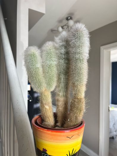 cactus plant