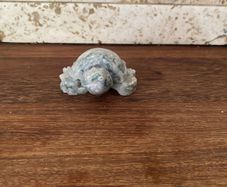 turtle fig