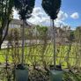 lollipop trees Image 4