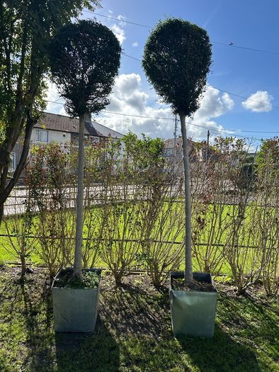 lollipop trees