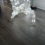 christmas reindeers Image 3