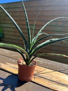 snake plant