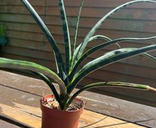 snake plant
