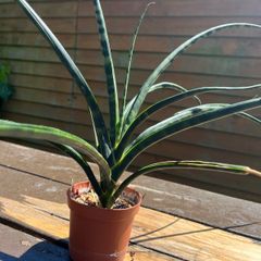 snake plant