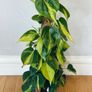 Philodendron Brasil with Mosspole in 15cm pot and 60cm in height Image 2