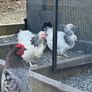 Light Sussex Roosters Image 2
