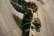 Alocasia  'Black Velvet' Pink Variegata