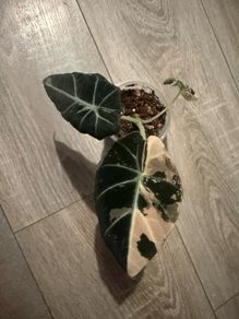 Alocasia  'Black Velvet' Pink Variegata