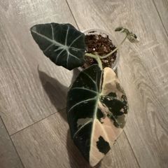 Alocasia  'Black Velvet' Pink Variegata