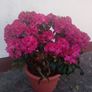 Rhododendron Marie Forty Image 2