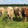 Full symbol organic Cattle Image 6