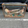 Taxidermy Image 4
