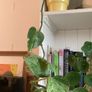 plants & pots Image 5