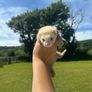 ferret Image 2
