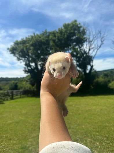 ferret