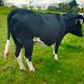 British Fresian springing heifers Image 5