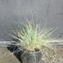 plants Image 5