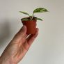 Philodendron Jose Buono Image 4